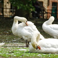 Very huge white swans by the canal